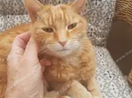 Trustworthy Cat sitter - drop in visits around Chard/Crewkerne area, Somerset