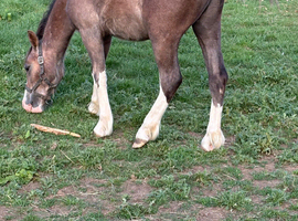 Flashy yearling Welsh c type gelding