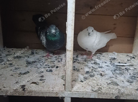 Pigeons for sale