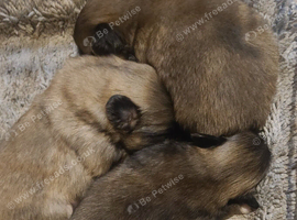 3 Pekingeses Puppies
