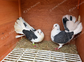Fantail breeding pair