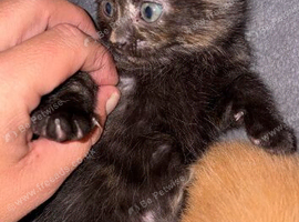 Beautiful black tabby for sale