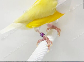 Hi looking for gouldian finches in scotland