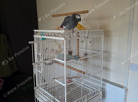Male African grey 19 yrs old