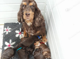 ️  KC Registered Show Type Cocker Puppies️