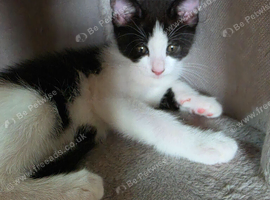 Beautiful ragdoll X