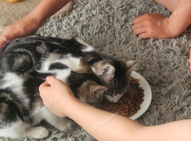 2 female kittens