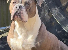 Olde English bulldog looking for forever home