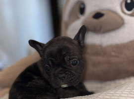 French bulldog