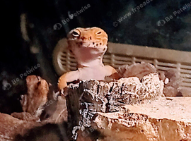 Super hypo tangerine het albino - Blood tangerine line