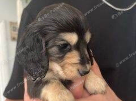 Feisty and Fun Miniature Dachshund Puppies For Sale
