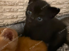 1 beautiful Kitten
