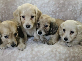 English cream long haired miniature dachshunds