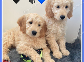 VET CHECKED STUNNING F1 MINIATURE GOLDENDOODLES