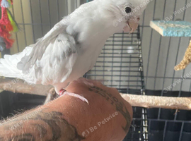 White male cockatiel
