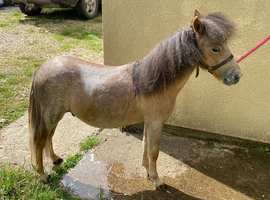 Beautiful yearling miniature spotted colt for sale
