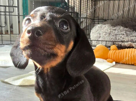 2 Beautiful Dachshund puppies for sale