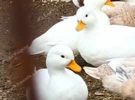 White Call duck pairs