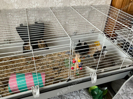 Two Netherland dwarfs