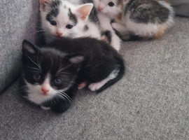 Kittens