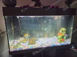 Fish tank