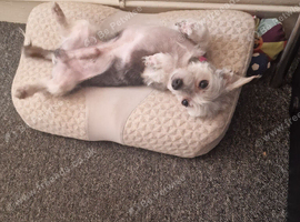 Rehoming my dog
