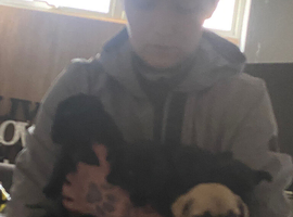 Frug puppies