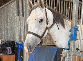 15.2 4yr old project TB mare