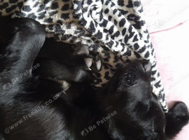 12 week cross collie retriever
