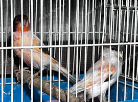 Pair of harlequins