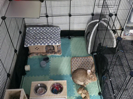 Dwarf rabbit
