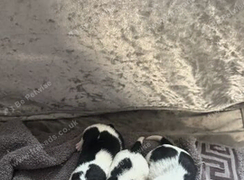 Traditional short legged jack russels