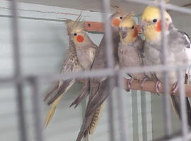 Adult Breeding Cinnamon Hen  and Young adults
