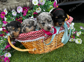 4 beautiful boys looking for a place to call home!