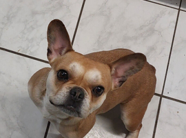 Beautiful Urajiro French bulldog girl