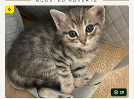 kitten