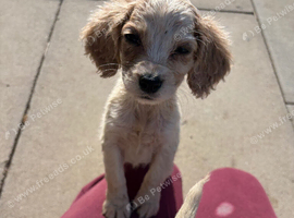 Cocker spaniel