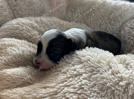 Last KC Chinese crested powderpuff Boys for sale