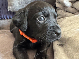 KC registered Labrador puppies