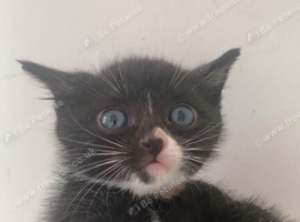 2 tuxedo kittens