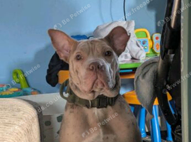 Sheba approx 2 year old shar pei cross bully