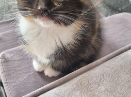 Half ragdoll kitten