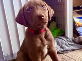 Siberian Shepsky x Weimaraner Puppies