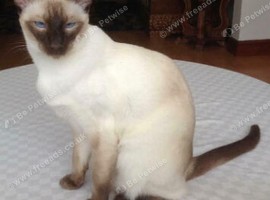 Male Chocolate Point Siamese