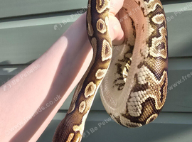 Proven breeder female black pastel ball python.