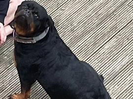 Female Rottweiler