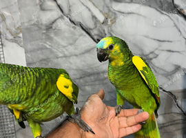 Hand-Rearing Baby Friendly Super Tame Cuddly Blue Front Amazon Parrot,1