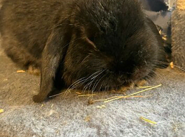 Mini lop for sale