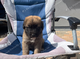 Puppy sale