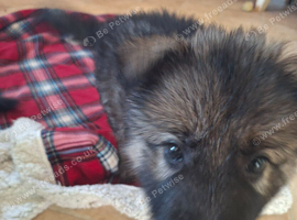 7 beautiful Gsd puppies